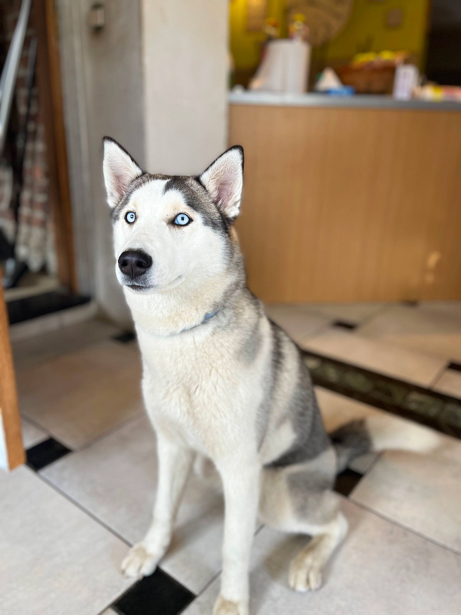 Elsa participe au concours pour gagner de l'argent avec cette photo : canidae, canis, carnivore, collar, companion_dog, dog, dog_breed, fawn, flooring, fur, grey, houseplant, siberian_husky, sled_dog, snout, sporting_group, tail, wood, working_animal, working_dog