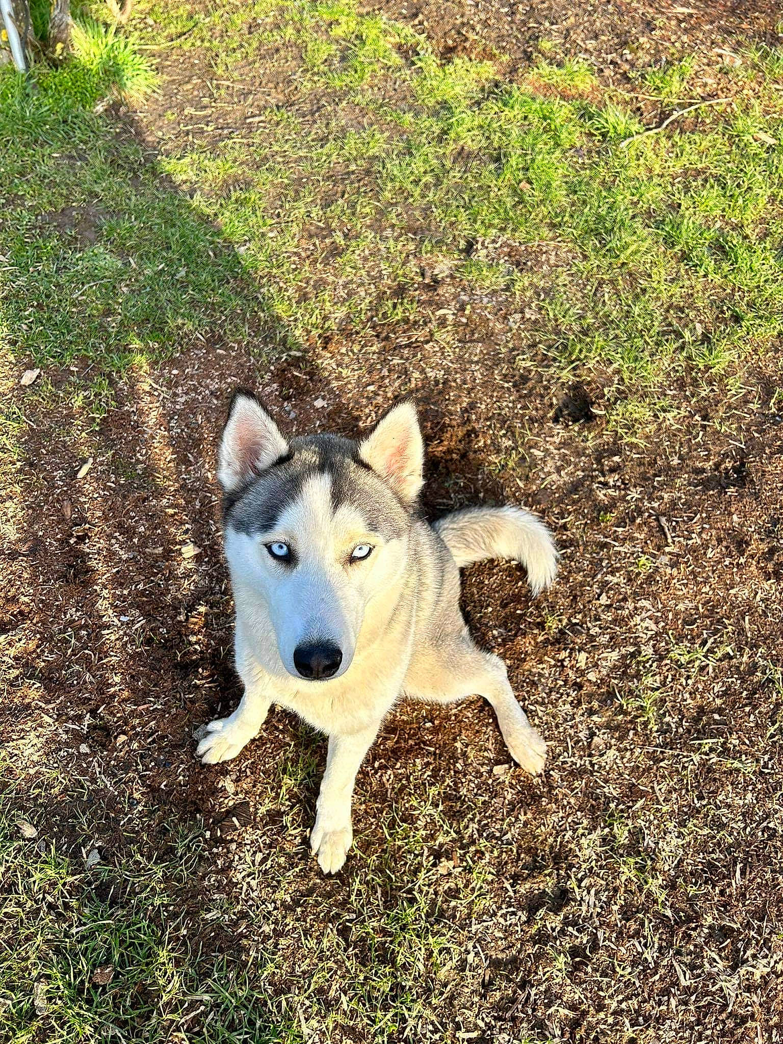 Elsa a rejoint le concours — aidez-le/la à gagner de superbes lots ! adventure, ancient_dog_breeds, canidae, canis, carnivore, companion_dog, dog, dog_breed, fawn, grass, herding_dog, non_sporting_group, plant, snout, soil, sporting_group, tail, terrestrial_animal, working_animal, working_dog