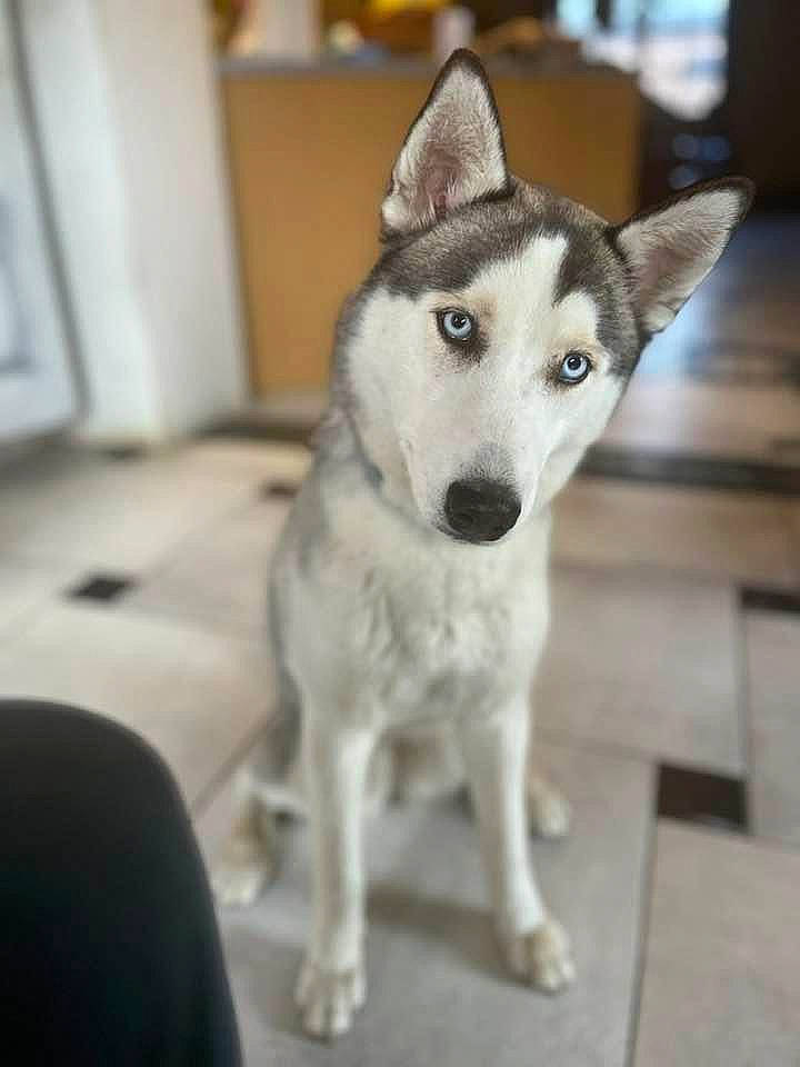 Elsa a rejoint le concours — aidez-le/la à gagner de superbes lots ! ancient_dog_breeds, art, canidae, canis, carnivore, companion_dog, dog, dog_breed, flooring, fur, grey, siberian_husky, sled_dog, snout, sporting_group, terrestrial_animal, whiskers, wolf, working_animal, working_dog