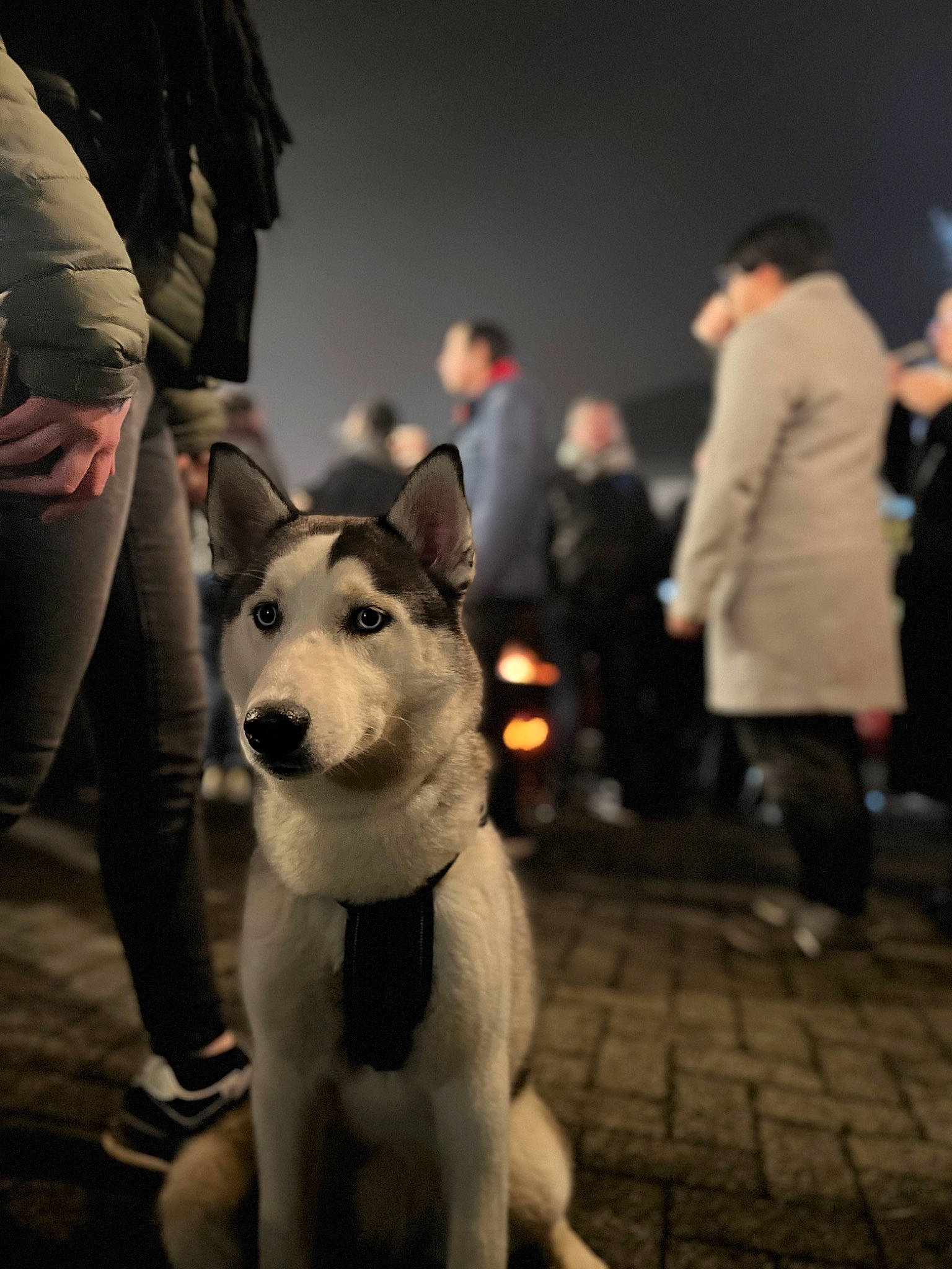 Elsa participe au concours pour gagner de l'argent avec cette photo : ancient_dog_breeds, canidae, carnivore, companion_dog, dog, dog_breed, event, flash_photography, fun, fur, leash, monochrome, monochrome_photography, pedestrian, shoe, sled_dog, snout, sporting_group, street, working_dog