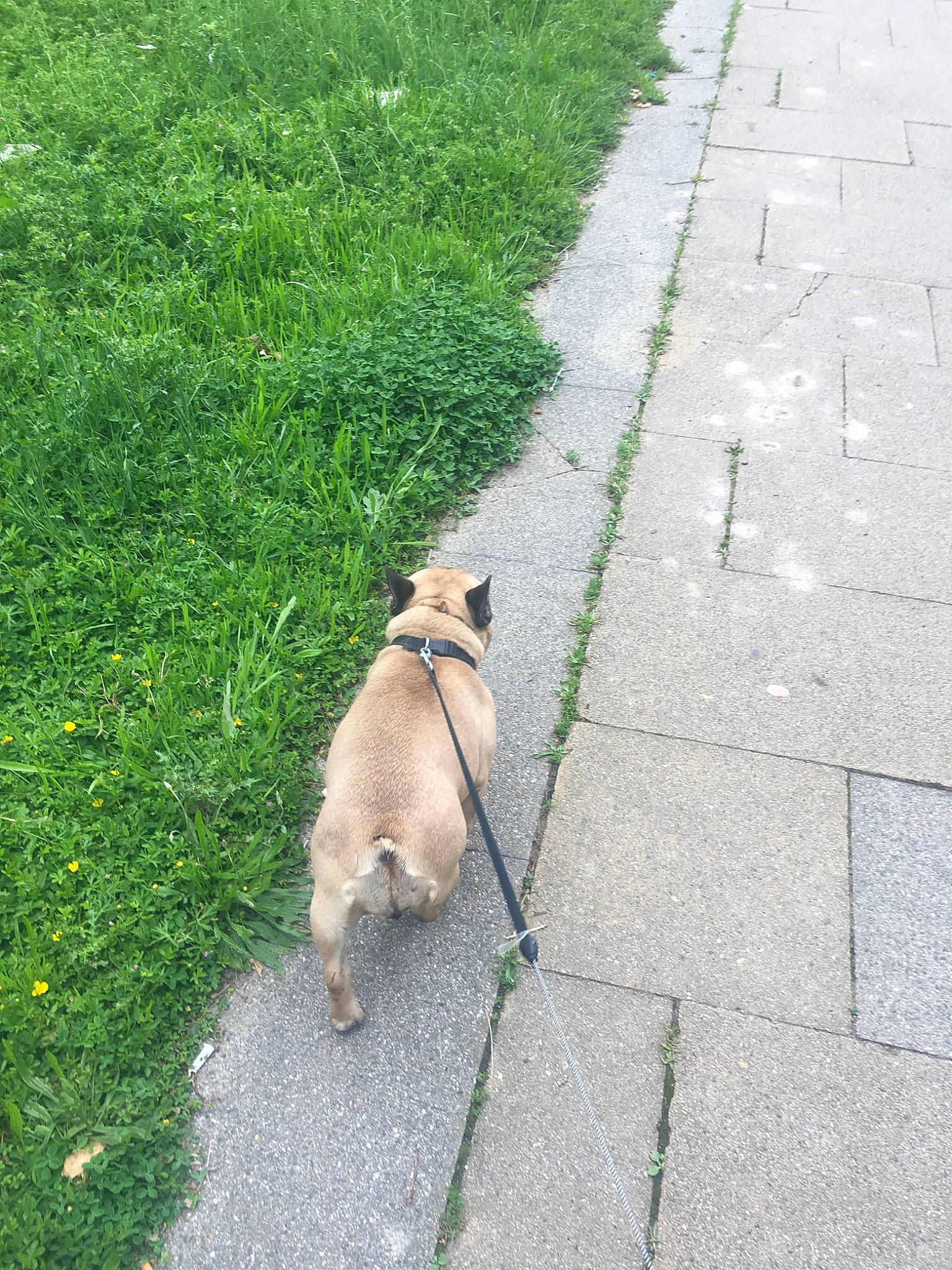 Jenny participe au concours pour gagner de l'argent avec cette photo : canidae, carnivore, companion_dog, curb, dog, dog_breed, dog_walking, fashion_accessory, fawn, grass, lawn, leaf, leash, plant, road, road_surface, shadow, sidewalk, tail, walking