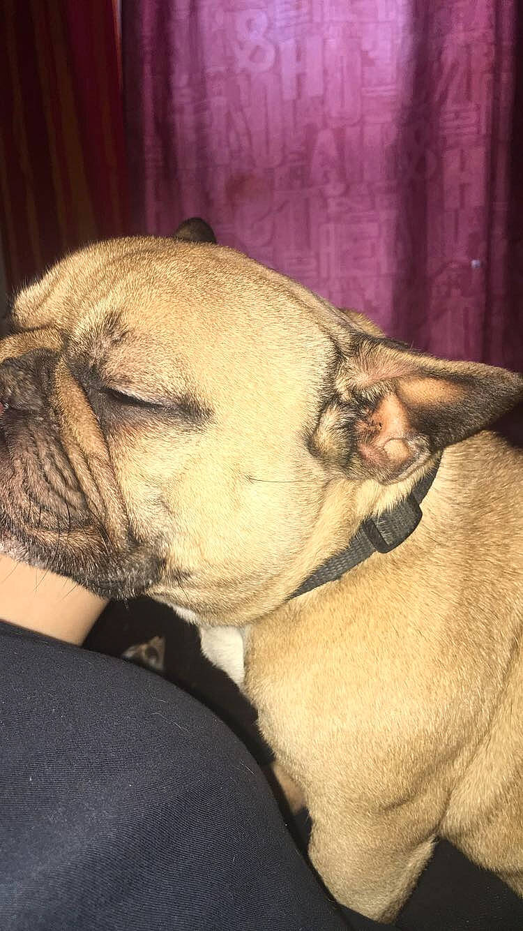 Jenny a rejoint le concours — aidez-le/la à gagner de superbes lots ! australian_bulldog, british_bulldogs, bulldog, canidae, carnivore, companion_dog, dog, dog_breed, fawn, french_bulldog, mammal, non_sporting_group, old_english_bulldog, olde_english_bulldogge, pug, skin, snout, toy_bulldog, vertebrate, wrinkle