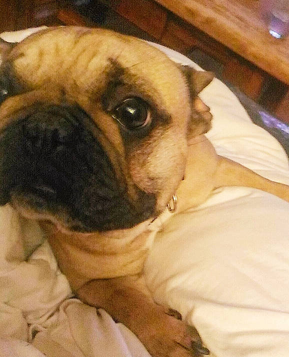 Jenny participe au concours pour gagner de l'argent avec cette photo : ancient_dog_breeds, bullmastiff, canidae, carnivore, companion_dog, dog, dog_breed, fawn, mammal, pug, puppy, puppy_love, skin, snout, toy_dog, wrinkle