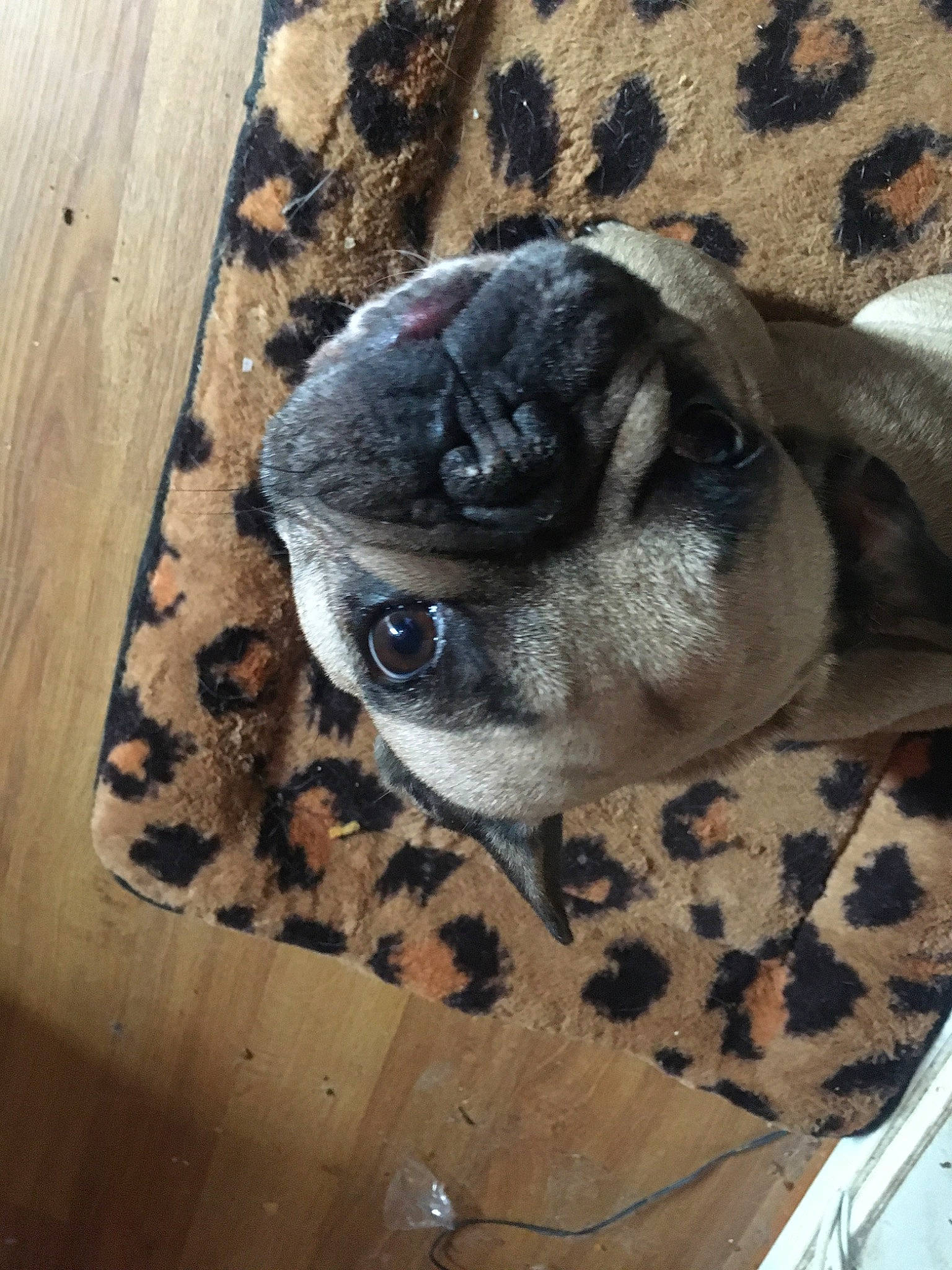 Jenny participe au concours pour gagner de l'argent avec cette photo : canidae, carnivore, companion_dog, dog, dog_breed, fawn, mammal, non_sporting_group, pug, puppy, snout, toy_dog