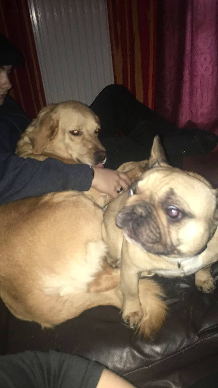 Olas a rejoint le concours — aidez-le/la à gagner de superbes lots ! bulldog, canidae, carnivore, companion_dog, dog, dog_breed, fawn, french_bulldog, mammal, non_sporting_group, pug, puppy, puppy_love, snout, toy_bulldog, toy_dog, vertebrate