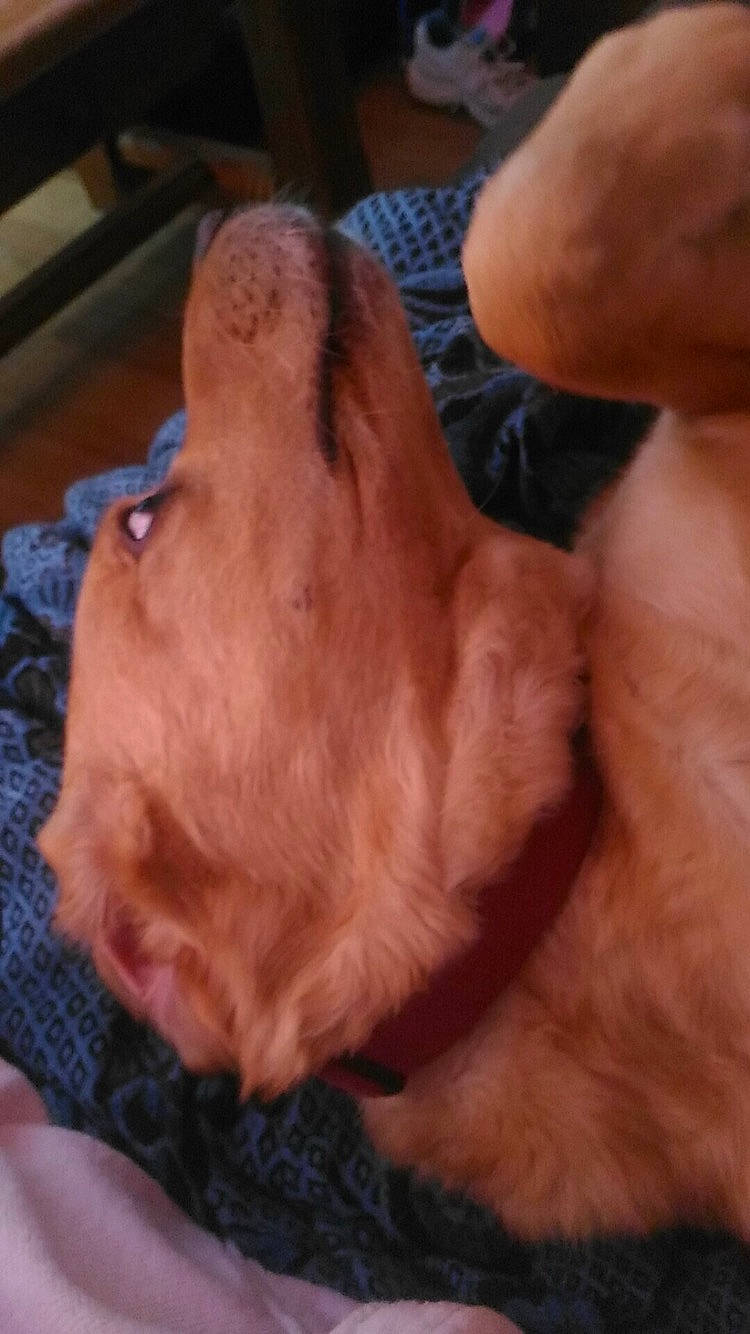 Olas a rejoint le concours — aidez-le/la à gagner de superbes lots ! canidae, carnivore, dog, dog_breed, ear, fawn, hand, nova_scotia_duck_tolling_retriever, puppy, snout, sporting_group