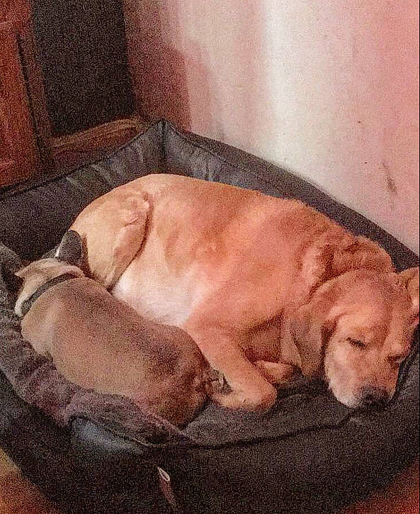 Olas participe au concours pour gagner de l'argent avec cette photo : canidae, carnivore, companion_dog, dog, dog_breed, fawn, labrador_retriever, nap, puppy, puppy_love, sleep, snout, sporting_group