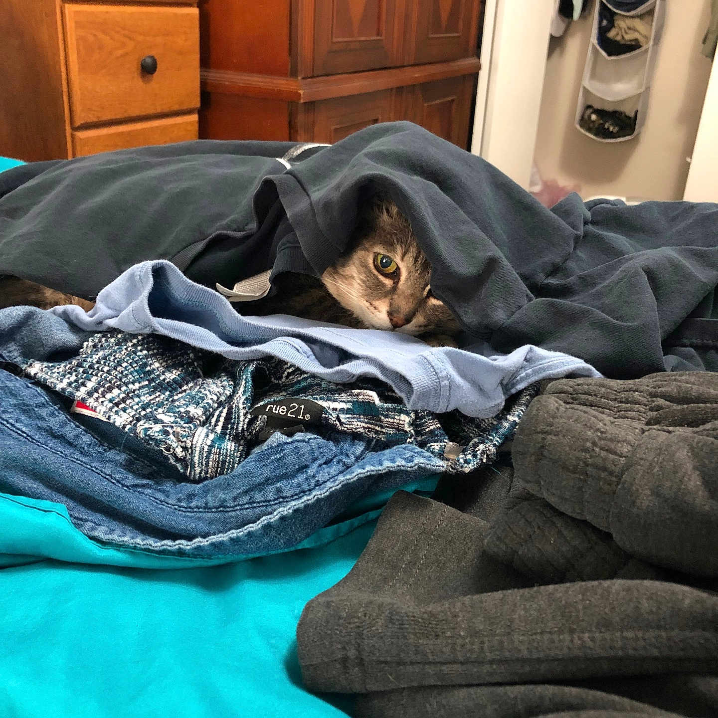 Freaky Scott is registered to the contest to win money with this photo: animal, bed, bedroom, blanket, cabinet, canine, cat, dog, drawer, furniture, hound, indoors, laundry, pet, puppy, quilt, room