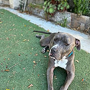 Cesar joined the competition — help win amazing prizes! dog, pit_bull, gray_fur, white_chest, blue_collar, lying_down, outdoor, garden, artificial_grass, portrait, pet, canine, long_legs, floppy_ears, close_up, relaxed, alert, leaves, backyard, natural_light