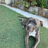 dog, pit_bull, gray_fur, white_chest, blue_collar, lying_down, outdoor, garden, artificial_grass, portrait, pet, canine, long_legs, floppy_ears, close_up, relaxed, alert, leaves, backyard, natural_light