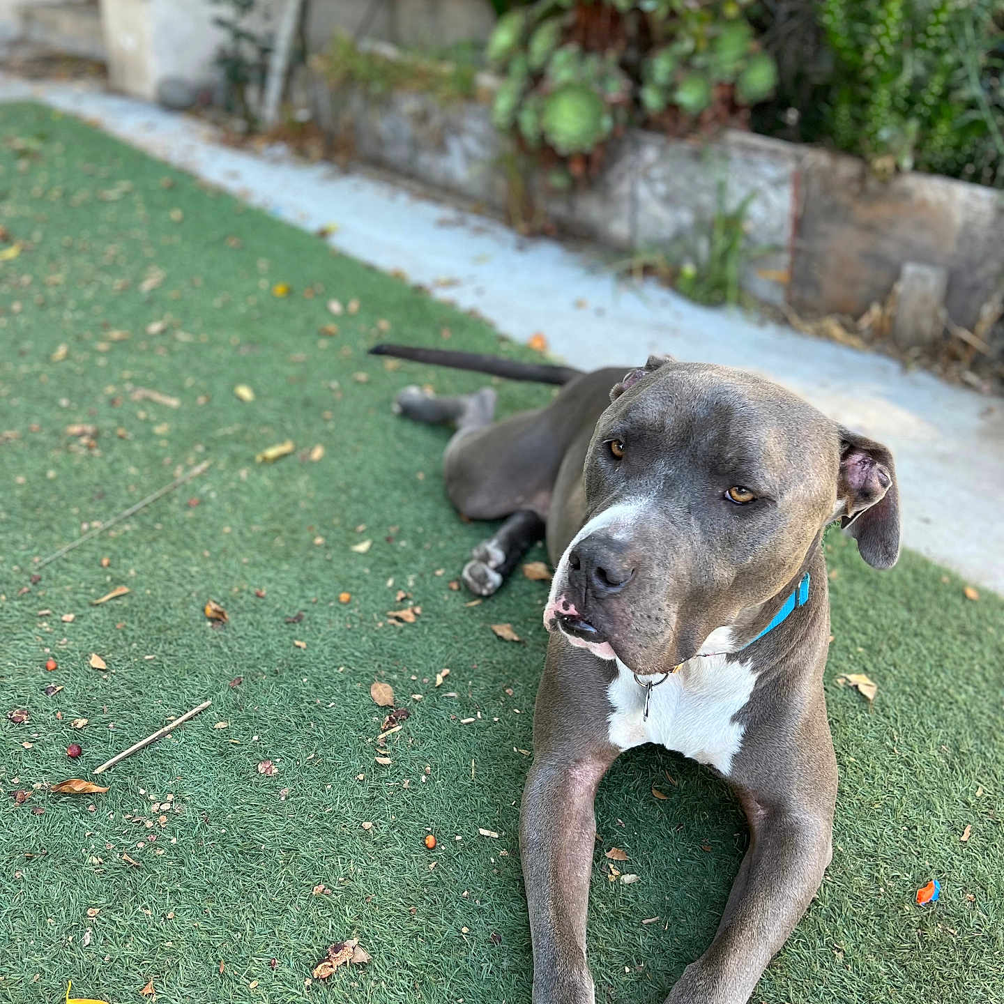 Cesar joined the competition — help win amazing prizes! dog, pit_bull, gray_fur, white_chest, blue_collar, lying_down, outdoor, garden, artificial_grass, portrait, pet, canine, long_legs, floppy_ears, close_up, relaxed, alert, leaves, backyard, natural_light