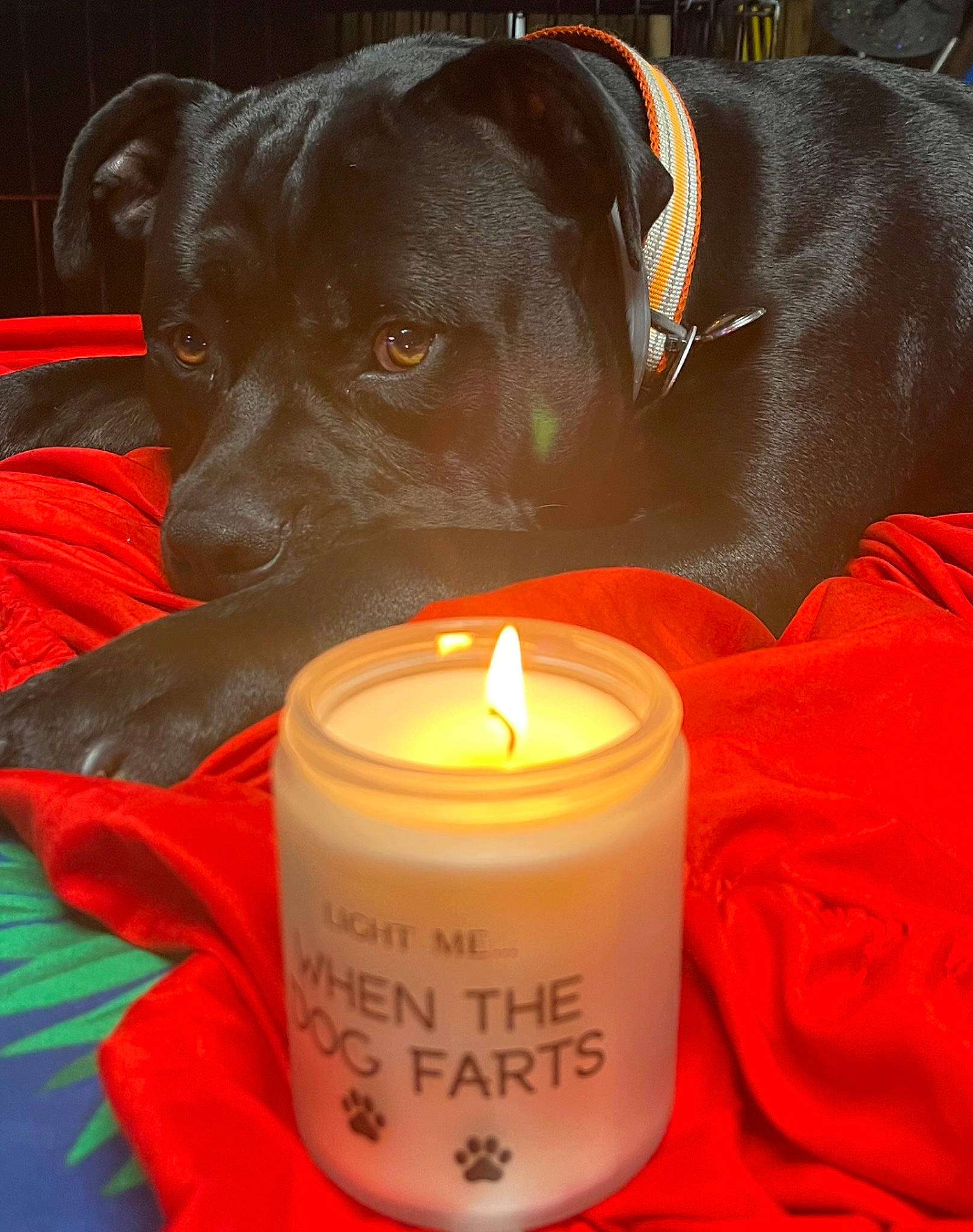 Loki joined the competition — help win amazing prizes! candle, candle_holder, carnivore, companion_dog, cylinder, darkness, dog, dog_breed, dog_collar, facial_hair, fire, flame, flameless_candle, guard_dog, heat, light, liver, melting, wax, working_animal