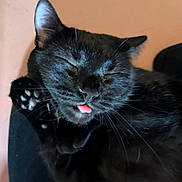 Sophie joined the competition — help win amazing prizes! black_cat, cat, pet, tongue_out, paw, sleeping, close_up, whiskers, feline, indoor, cute, relaxed, fur, animal, mammal, adorable, domestic_cat, pink_tongue, resting, face