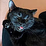 black_cat, cat, pet, tongue_out, paw, sleeping, close_up, whiskers, feline, indoor, cute, relaxed, fur, animal, mammal, adorable, domestic_cat, pink_tongue, resting, face