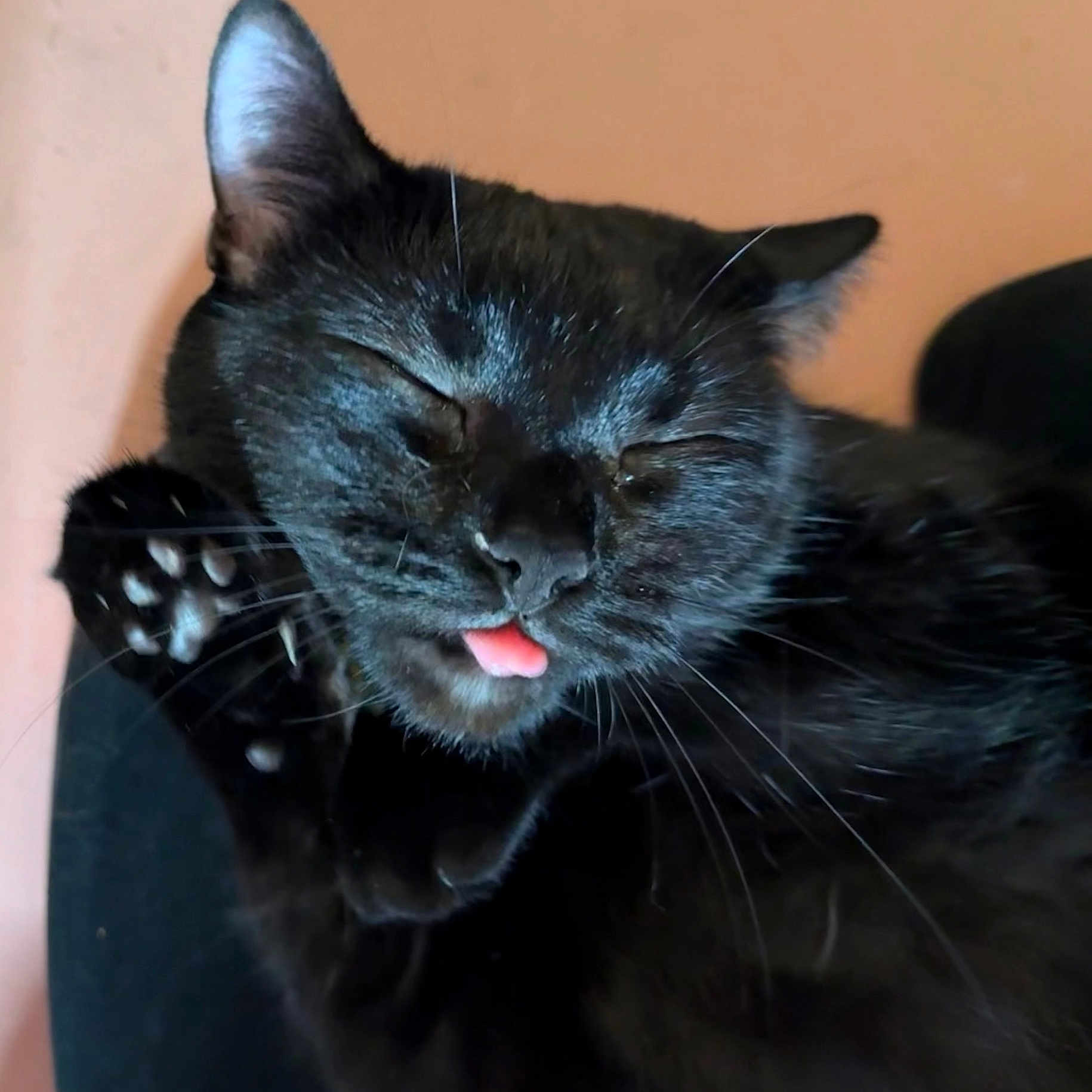Sophie joined the competition — help win amazing prizes! adorable, animal, black_cat, cat, close_up, cute, domestic_cat, face, feline, fur, indoor, mammal, paw, pet, pink_tongue, relaxed, resting, sleeping, tongue_out, whiskers