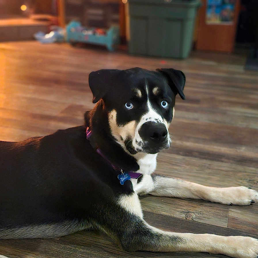 Blue joined the competition — help win amazing prizes! animal, black_and_white, blue_eyes, canine, collar, curious, dog, domestic, floor, flooring, household, indoor, light, looking, lying_down, muzzle, pet, relaxed, shadow, wooden_floor