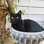 Zouzou a rejoint le concours — aidez-le/la à gagner de superbes lots ! cat, black_cat, pet, animal, feline, golden_eyes, sitting, planter, flowerpot, ornate_pot, garden, outdoor, tree, moss, leaves, foliage, house_siding, portrait, close_up, regal