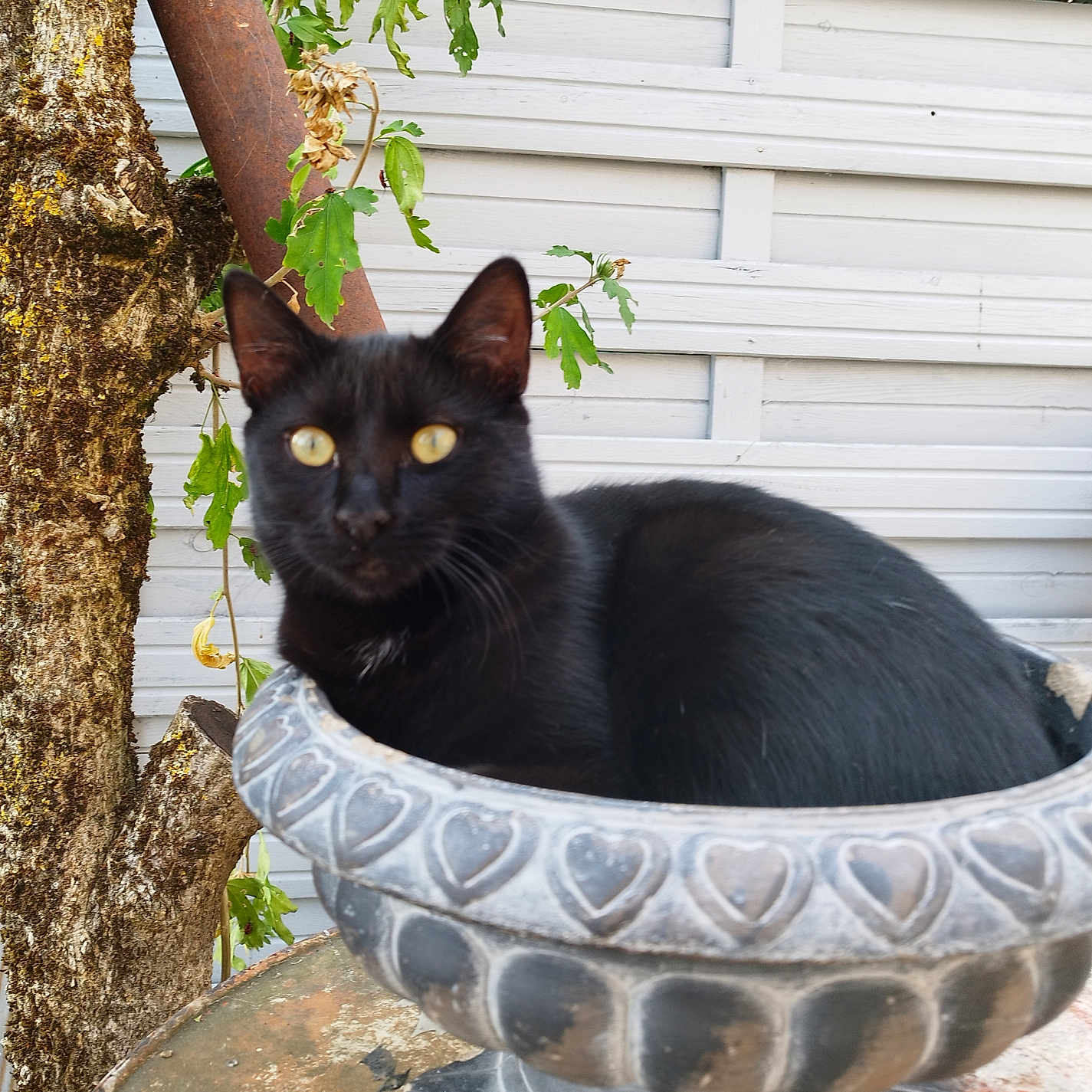 Zouzou a rejoint le concours — aidez-le/la à gagner de superbes lots ! cat, black_cat, pet, animal, feline, golden_eyes, sitting, planter, flowerpot, ornate_pot, garden, outdoor, tree, moss, leaves, foliage, house_siding, portrait, close_up, regal