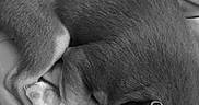 Bark Wahlberg is registered to the contest to win money with this photo: puppy, dog, sleeping, curled_up, blanket, collar, pet, fur, resting, indoors, cozy, animal, cute, companion, relaxed, sleep, canine, comfort, quiet, black_and_white