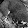 puppy, dog, sleeping, curled_up, blanket, collar, pet, fur, resting, indoors, cozy, animal, cute, companion, relaxed, sleep, canine, comfort, quiet, black_and_white