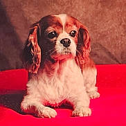 Lina participe au concours pour gagner de l'argent avec cette photo : dog, pet, animal, brown, white, fur, ears, lying_down, red_surface, indoor, portrait, cute, canine, looking_away, soft_lighting, close_up, domestic_animal, companion, resting, calm
