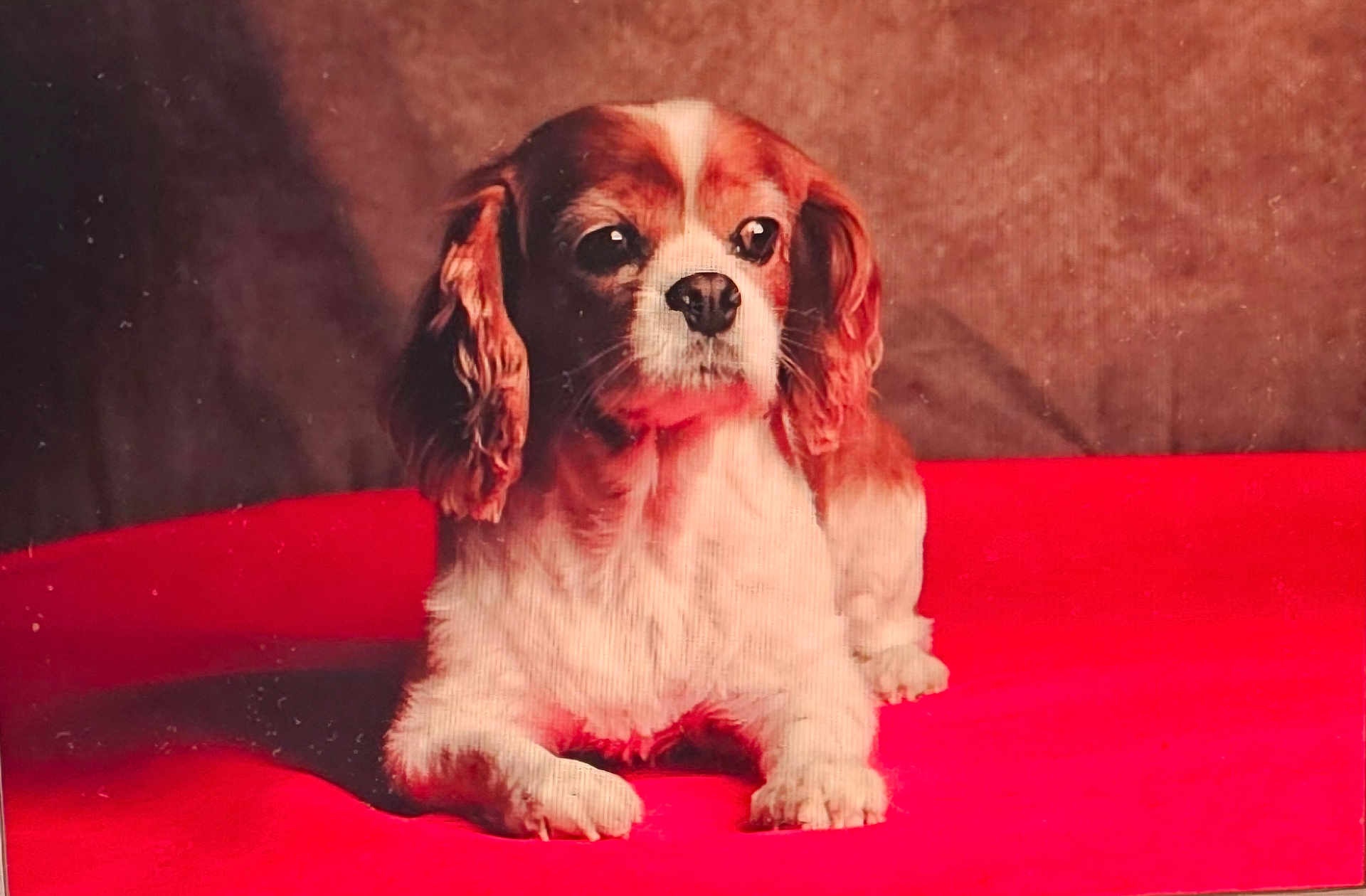 Lina participe au concours pour gagner de l'argent avec cette photo : dog, pet, animal, brown, white, fur, ears, lying_down, red_surface, indoor, portrait, cute, canine, looking_away, soft_lighting, close_up, domestic_animal, companion, resting, calm