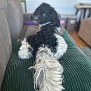Jasper is registered to the contest to win money with this photo: dog, doodle, black_and_white_dog, curly_fur, tail, pillow, couch, sofa, indoor, living_room, pet, fur, corduroy, rear_view, looking_back, blurred_background, cozy, home, portrait, relaxed