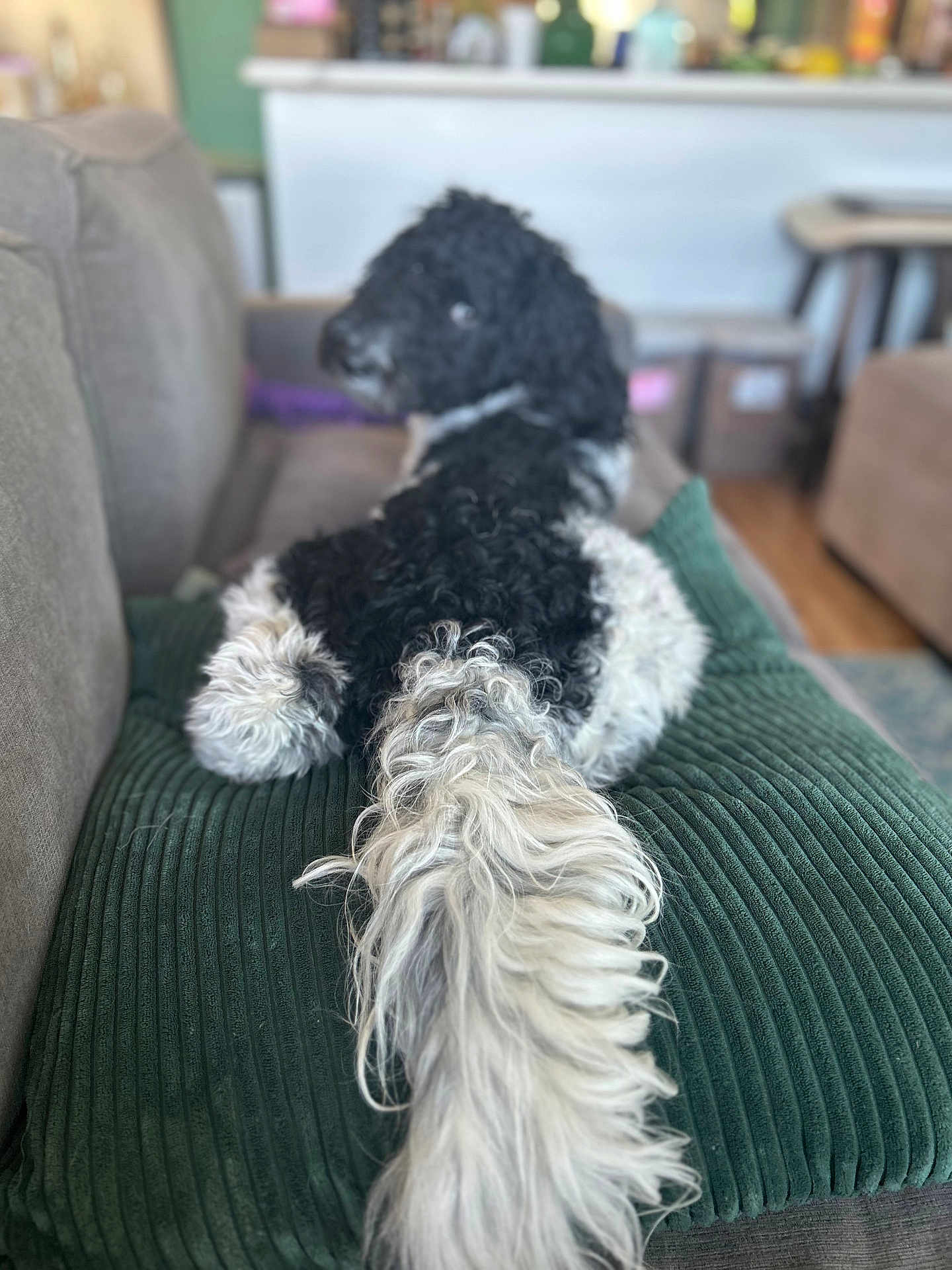 Jasper is registered to the contest to win money with this photo: dog, doodle, black_and_white_dog, curly_fur, tail, pillow, couch, sofa, indoor, living_room, pet, fur, corduroy, rear_view, looking_back, blurred_background, cozy, home, portrait, relaxed