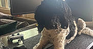 Jasper joined the competition — help win amazing prizes! backlighting, black_and_white, computer_monitor, controller, desk, dog, fur, gaming_controller, indoor, keyboard, long_legs, monitor, mouse, mouse_pad, pet, relaxed, sunlight, table, window, workstation
