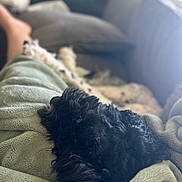 Jasper joined the competition — help win amazing prizes! black_fur, blanket, blanket_ridges, bokeh, closeup, couch, cozy, dog, fur, home_interior, human_leg, living_room, nap, paw, pet, pillow, relaxation, sleeping, soft_texture, sunlight