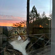 Rollo joined the competition — help win amazing prizes! cat, tabby, green_eyes, window, reflection, sunset, tree, nature, indoor, cozy, fur, whiskers, face, pet, animal, looking, curious, soft_light, evening, outdoor_view