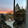 cat, tabby, green_eyes, window, reflection, sunset, tree, nature, indoor, cozy, fur, whiskers, face, pet, animal, looking, curious, soft_light, evening, outdoor_view