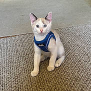 Charlie joined the competition — help win amazing prizes! kitten, cat, pet, indoor, carpet, harness, blue, curious, animal, feline, young, sitting, alert, ears, whiskers, floor, home, cute, small, looking