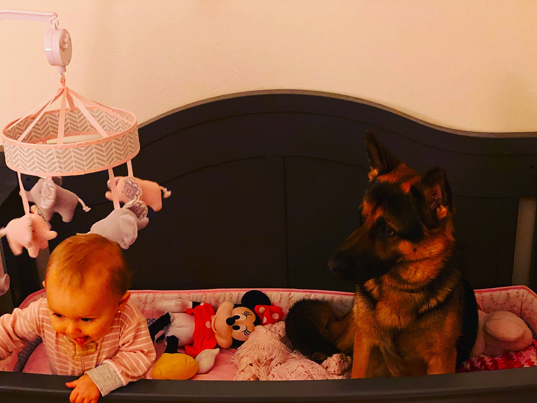 Kora joined the competition — help win amazing prizes! baby_products, baby_toys, canidae, carnivore, child, dog, dog_breed, fawn, furniture, german_shepherd_dog, guard_dog, joy, lighting_accessory, miniature_pinscher, person, product, room, table, toddler