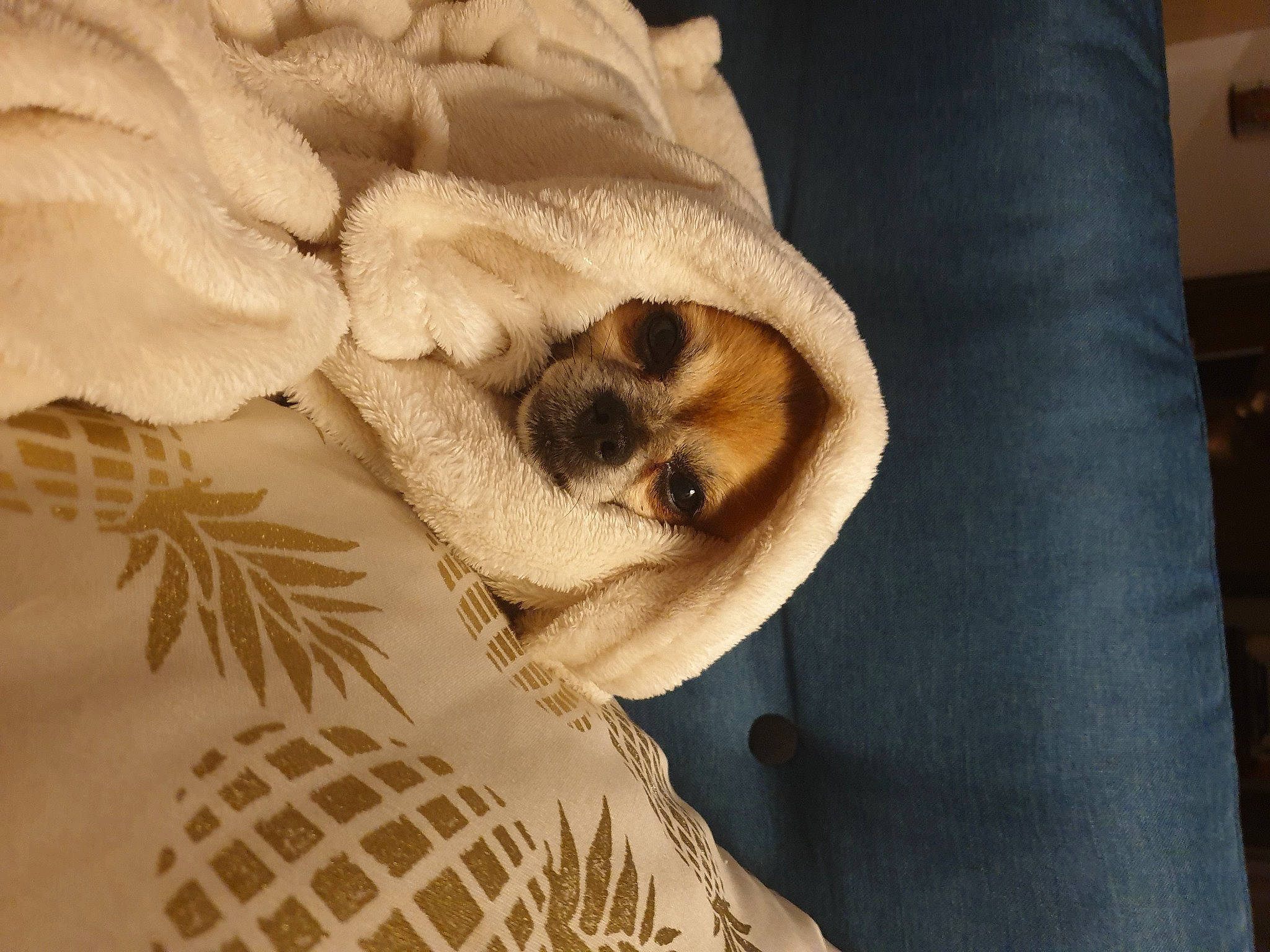 Copain participe au concours pour gagner de l'argent avec cette photo : balinese, birman, canidae, carnivore, cat, fawn, felidae, fur, kitten, linens, ragdoll, singapura, small_to_medium_sized_cats, textile, thai, whiskers