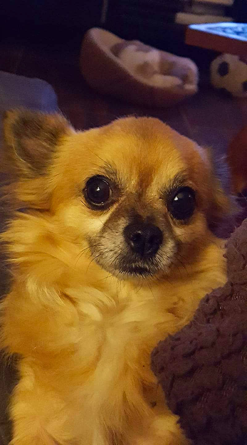 Copain participe au concours pour gagner de l'argent avec cette photo : canidae, carnivore, chihuahua, close_up, companion_dog, dog, dog_breed, eye, fawn, fur, mammal, nose, pomeranian, puppy, skin, snout, tibetan_spaniel, toy_dog, vertebrate, whiskers