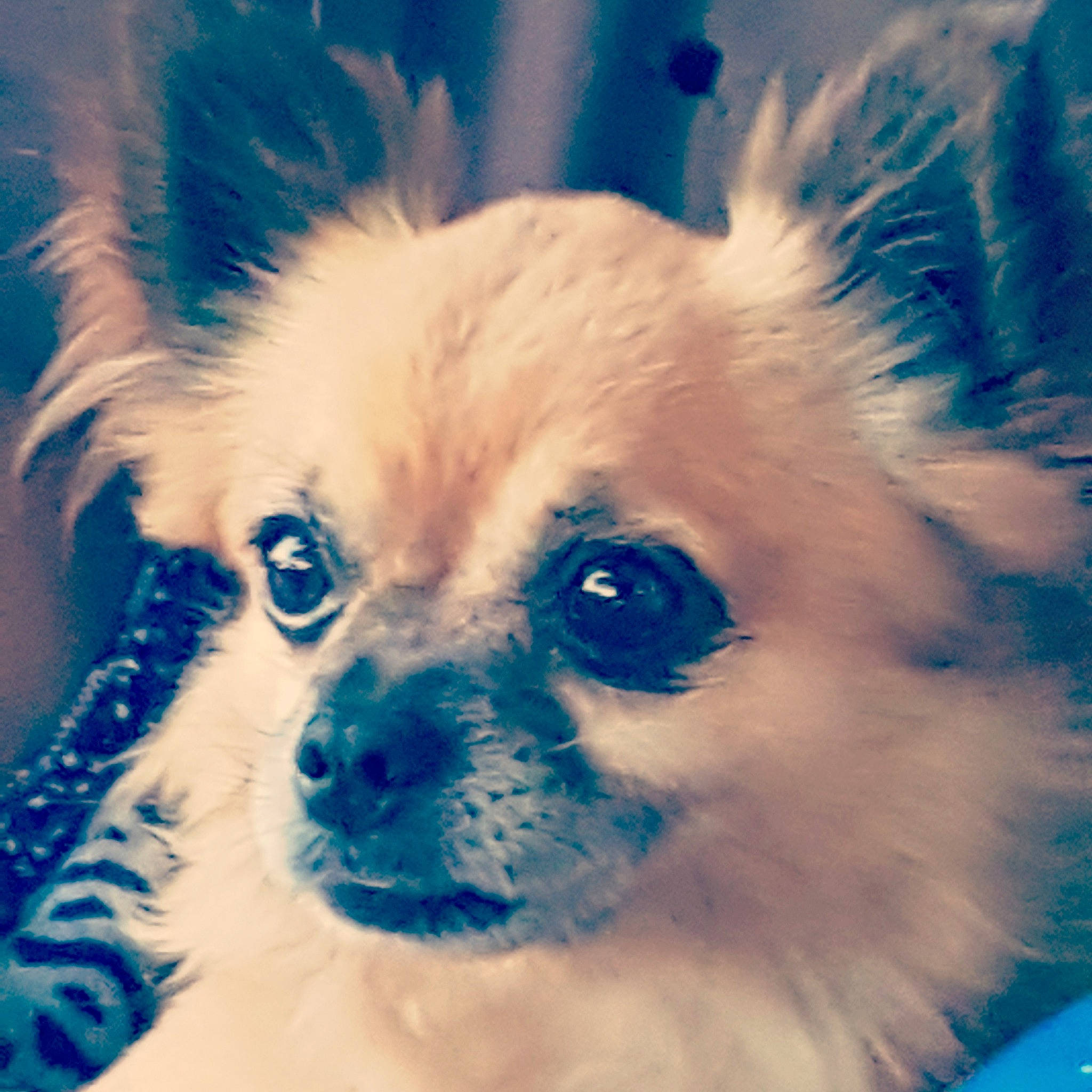 Copain participe au concours pour gagner de l'argent avec cette photo : canidae, carnivore, companion_dog, dog, dog_breed, ear, eye, fur, mammal, nose, pomeranian, puppy, puppy_love, rare_breed_dog, snout, sporting_group, tibetan_spaniel, toy_dog, vertebrate, whiskers