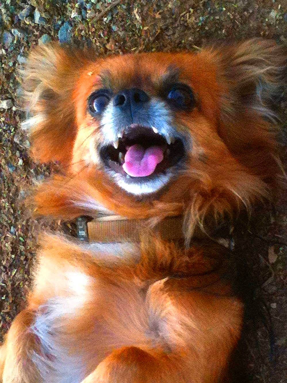 Jimmy participe au concours pour gagner de l'argent avec cette photo : canidae, carnivore, companion_dog, dog, dog_breed, fawn, fur, mammal, organism, papillon, pomeranian, snout, sporting_group, whiskers, wildlife