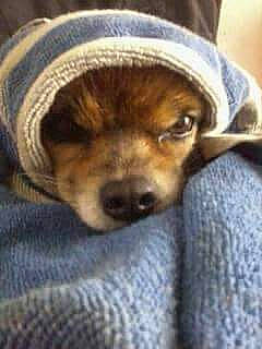 Jimmy a rejoint le concours — aidez-le/la à gagner de superbes lots ! canidae, carnivore, chihuahua, companion_dog, dog, dog_breed, nose, puppy, snout