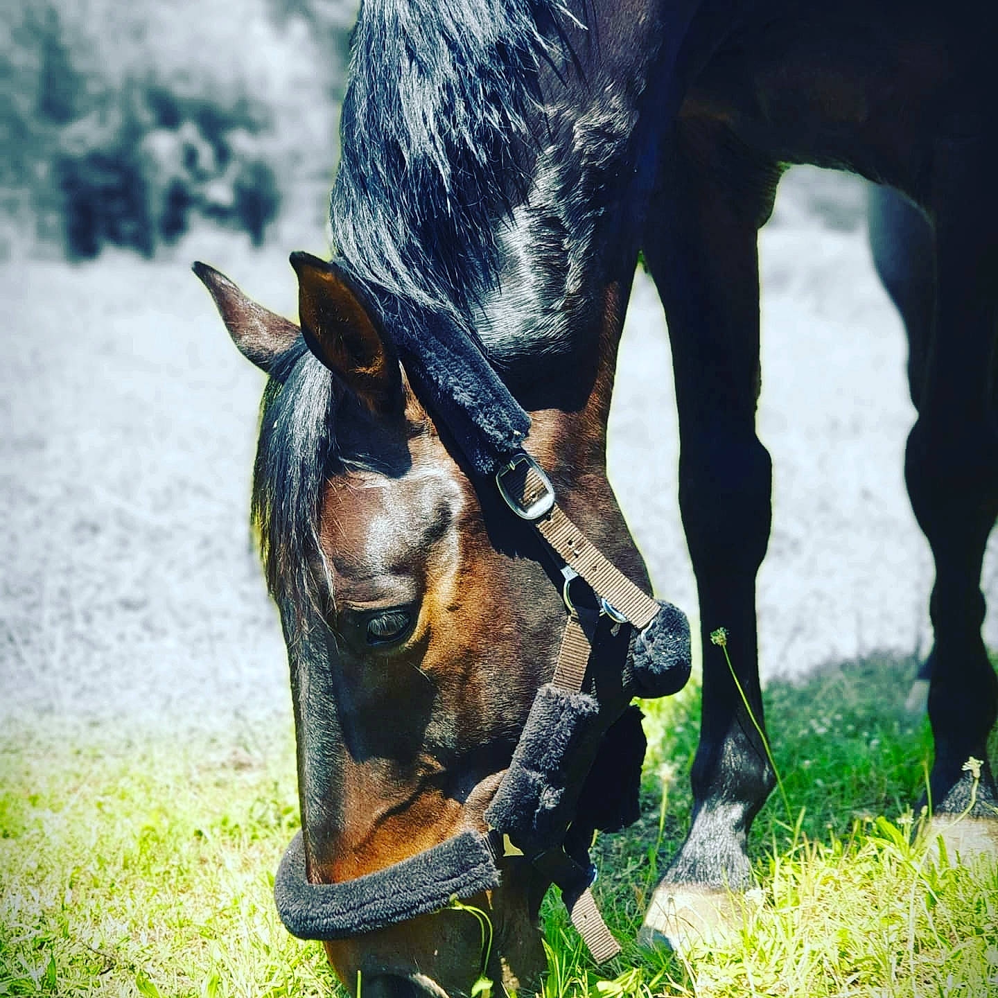 Aviator participe au concours pour gagner de l'argent avec cette photo : bridle, grass, grazing, horse, horse_supplies, livestock, mammal, mane, mare, pack_animal, pasture, photography, plant, snout, sorrel, stallion