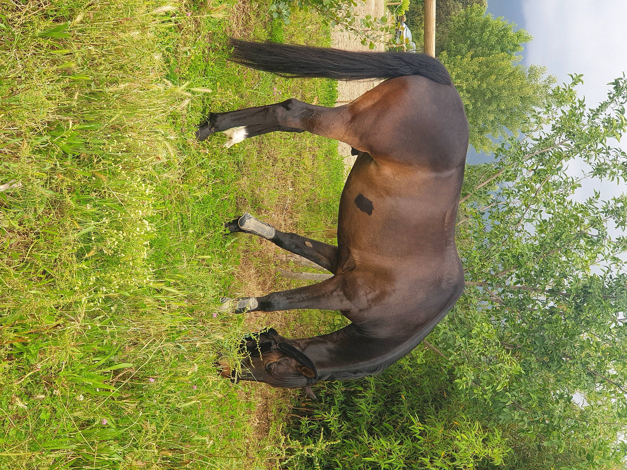 Aviator a rejoint le concours — aidez-le/la à gagner de superbes lots ! canidae, fawn, grass, great_dane, guard_dog, horse