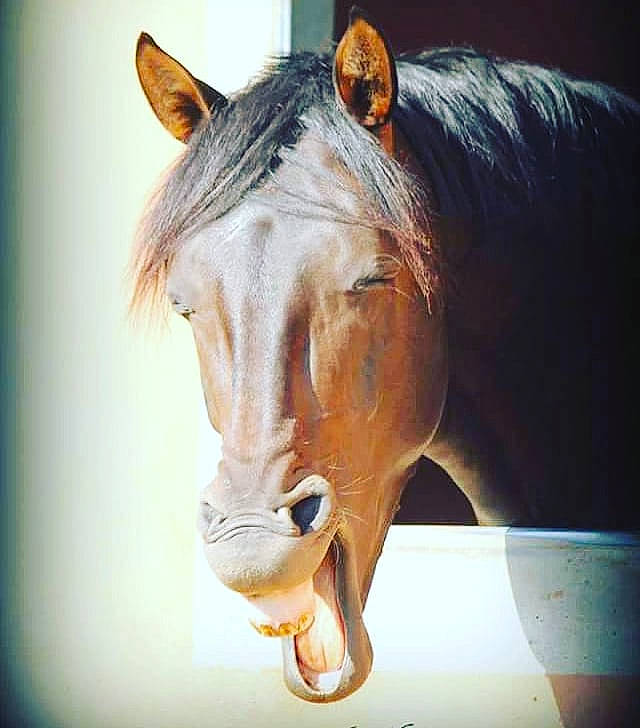 Aviator participe au concours pour gagner de l'argent avec cette photo : hair, horse, mammal, mane, mare, mustang_horse, nose, snout, sorrel, stallion, vertebrate