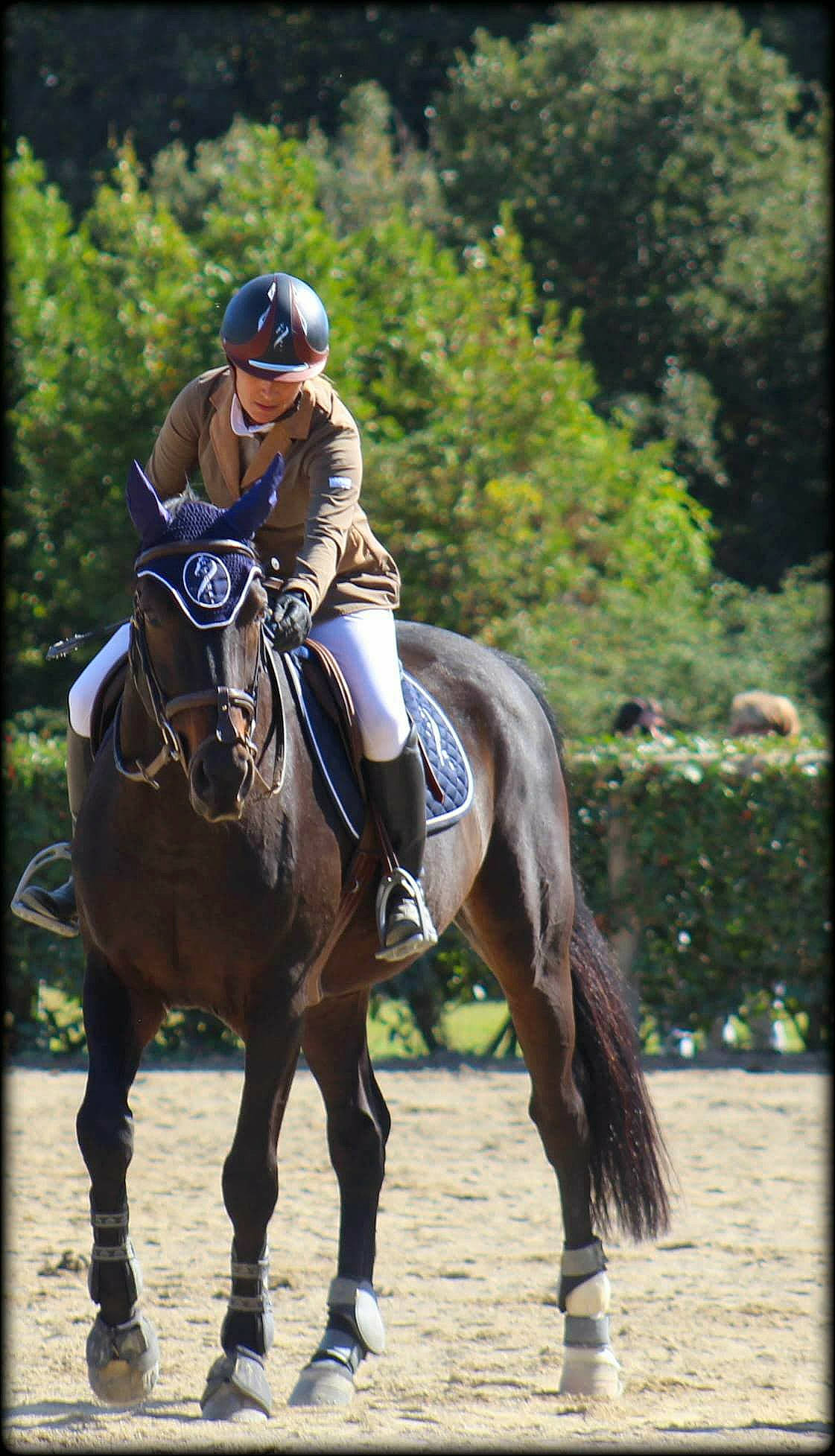 Aviator a rejoint le concours — aidez-le/la à gagner de superbes lots ! animal_sports, bridle, endurance_riding, equestrian, equestrian_sport, equestrianism, halter, horse, horse_supplies, horse_tack, jockey, mammal, mane, mare, outdoor_recreation, recreation, rein, saddle, stallion, vertebrate