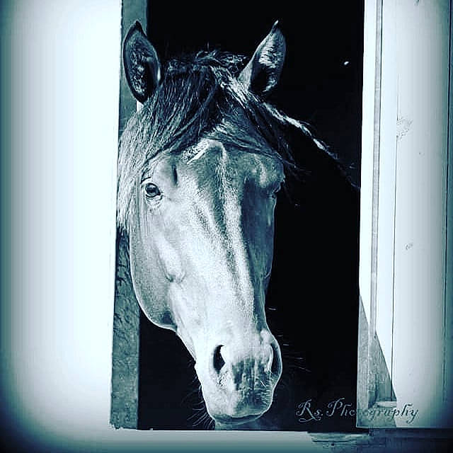 Aviator a rejoint le concours — aidez-le/la à gagner de superbes lots ! beauty, black, black_and_white, eye, hair, head, horse, mane, mare, monochrome, monochrome_photography, mustang_horse, nose, photograph, photography, sky, snout, stallion, stock_photography, white