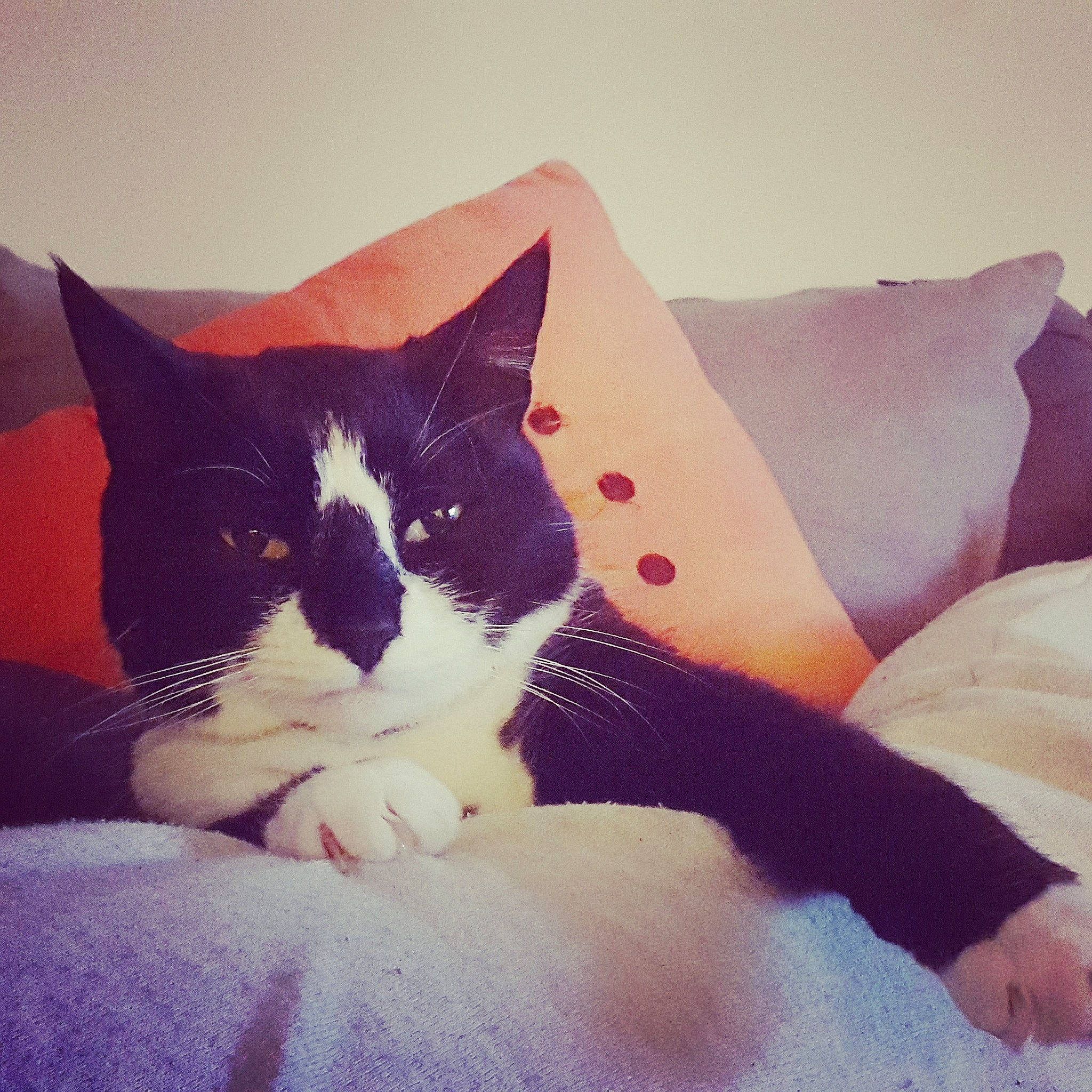 Floyd a rejoint le concours — aidez-le/la à gagner de superbes lots ! bed, carnivore, cat, cloud, cushion, felidae, fur, furniture, kitten, leg, linens, nap, nose, pillow, pink, sky, small_to_medium_sized_cats, tail, textile, whiskers