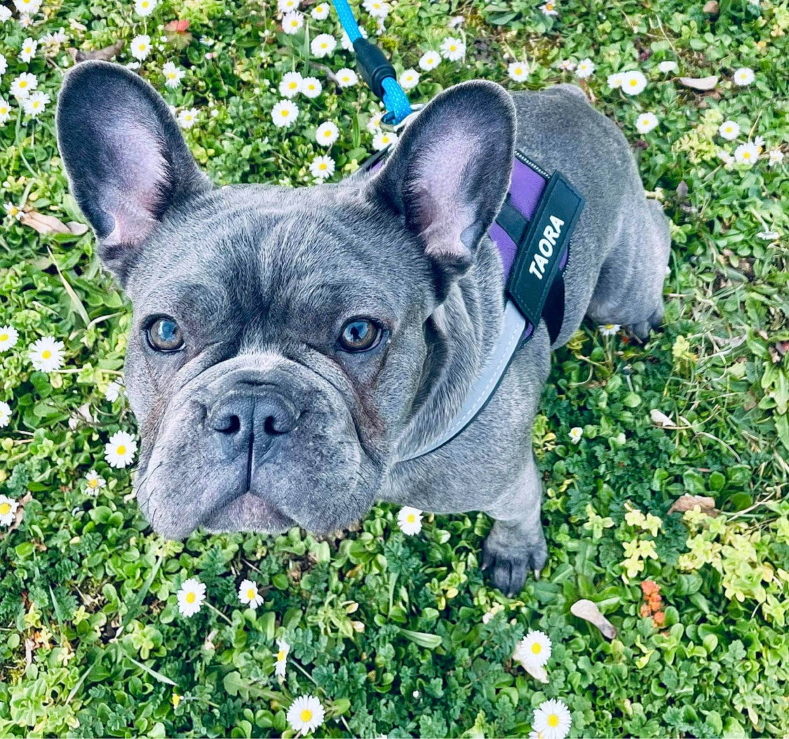 Taora a rejoint le concours — aidez-le/la à gagner de superbes lots ! bulldog, carnivore, companion_dog, dog, dog_breed, ear, fawn, flower, french_bulldog, grass, green, groundcover, plant, snout, sporting_group, terrestrial_animal, toy_dog, whiskers, working_animal, wrinkle