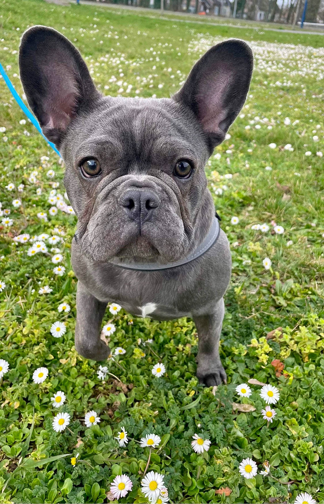 Taora participe au concours pour gagner de l'argent avec cette photo : annual_plant, bulldog, carnivore, companion_dog, dog, dog_breed, ear, fawn, flower, french_bulldog, grass, green, groundcover, petal, plant, snout, terrestrial_animal, toy_dog, working_animal, wrinkle