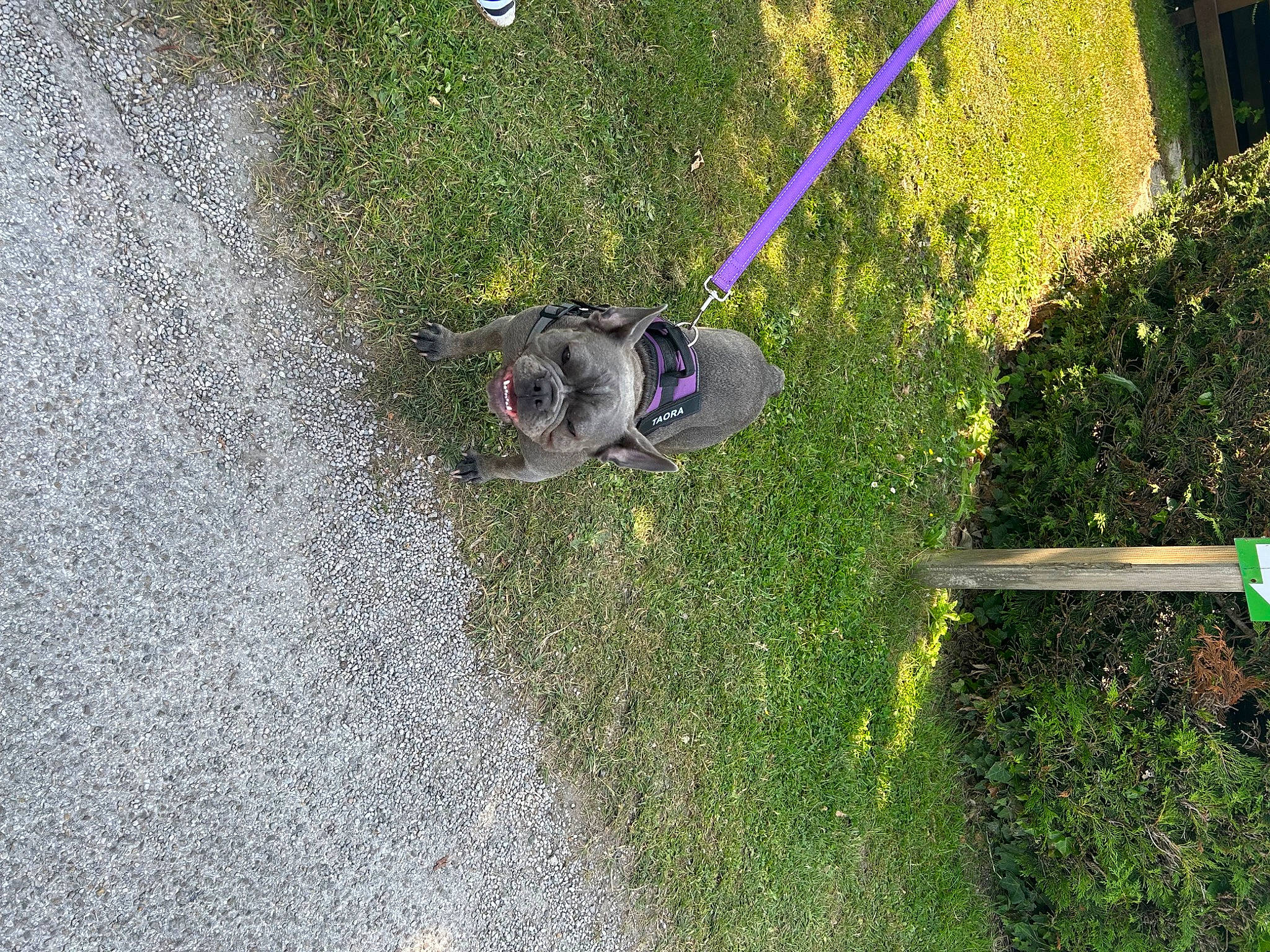 Taora participe au concours pour gagner de l'argent avec cette photo : asphalt, canidae, carnivore, companion_dog, concrete, dog, dog_breed, grass, groundcover, landscape, plant, road_surface, shadow, shrub, sidewalk, soil, sporting_group, tail, tar, working_animal