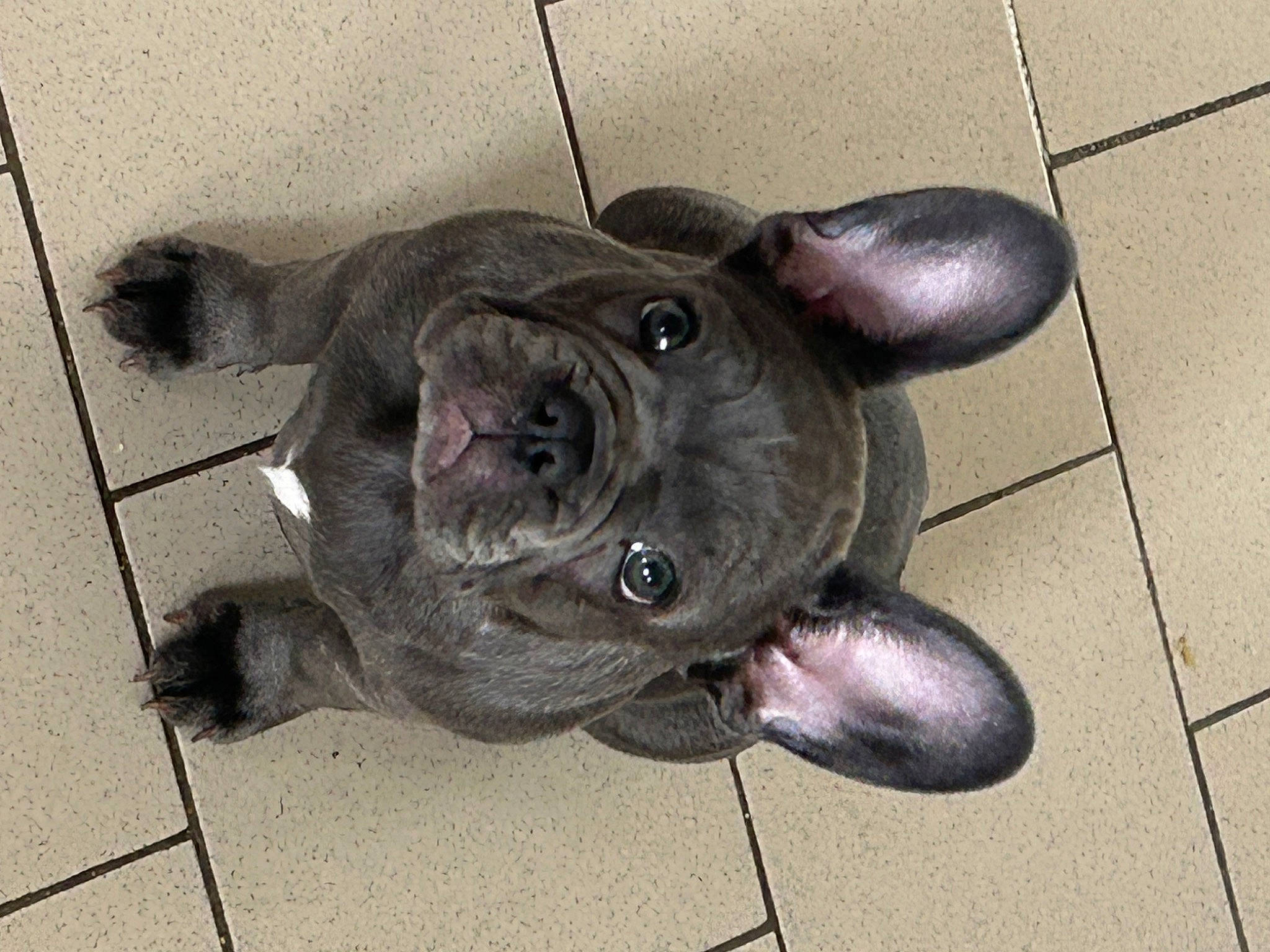 Taora a rejoint le concours — aidez-le/la à gagner de superbes lots ! carnivore, companion_dog, dog, dog_breed, ear, flooring, fur, grey, liver, metal, paw, road_surface, snout, tail, terrestrial_animal, whiskers, working_animal, wrinkle