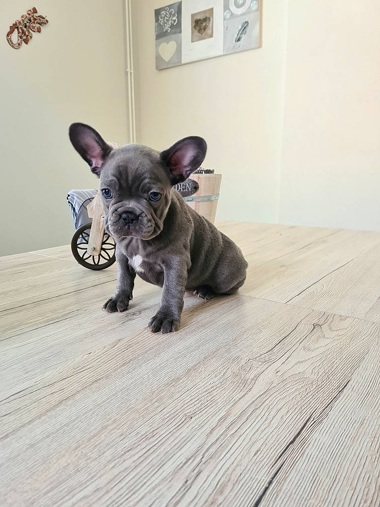 Taora participe au concours pour gagner de l'argent avec cette photo : canidae, carnivore, comfort, companion_dog, dog, dog_breed, ear, fawn, felidae, floor, flooring, grey, hardwood, picture_frame, snout, sporting_group, toy_dog, whiskers, wood, working_animal